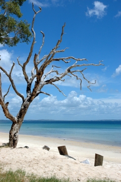 Blue lagoon - Fraser Island