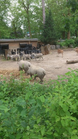 Savannah animals in the zoo