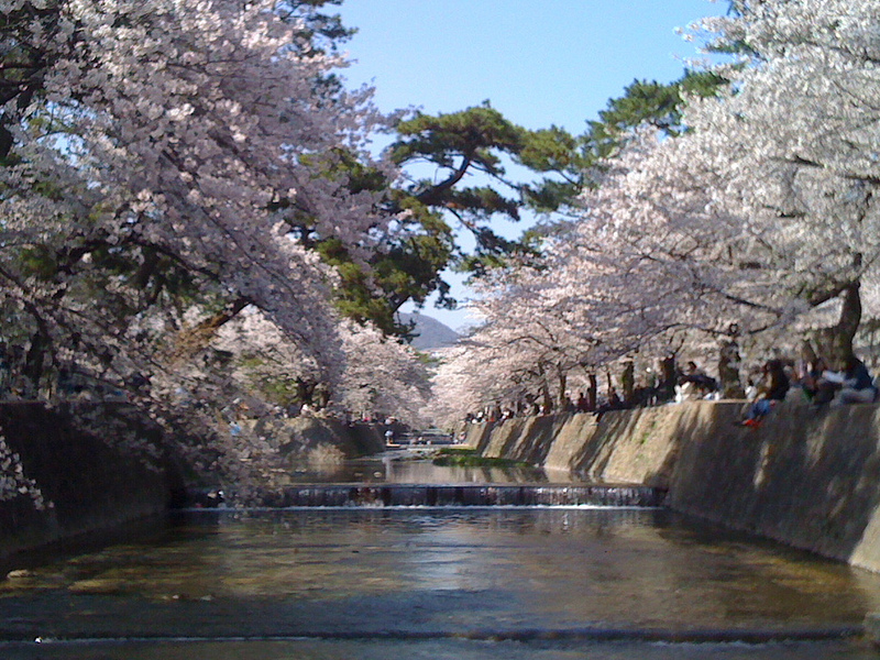 The blossoms of cherry trees at Shukugawa, Nishinomiya in Japan