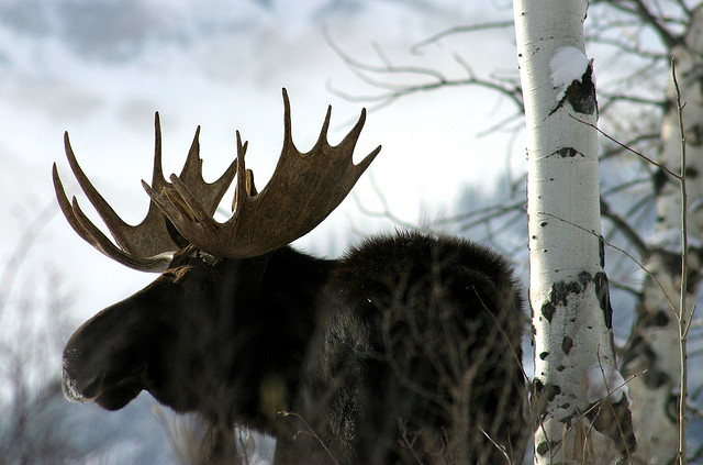 A Canadian moose