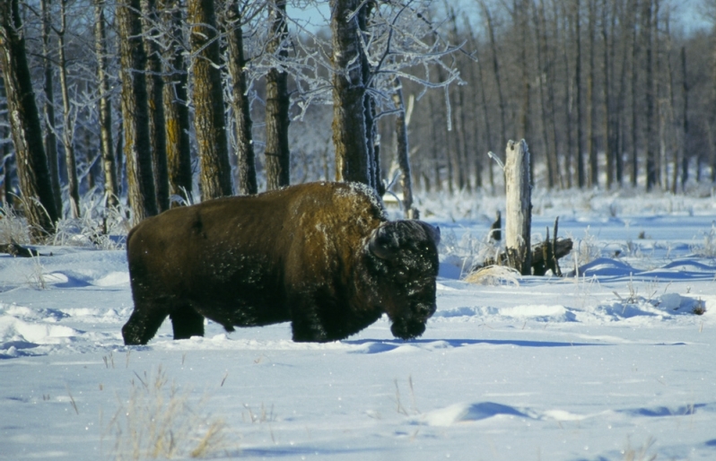 Buffalo in the Canadian winter