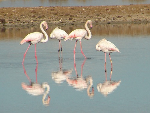 Flamingos in the Ria Formosa National Park